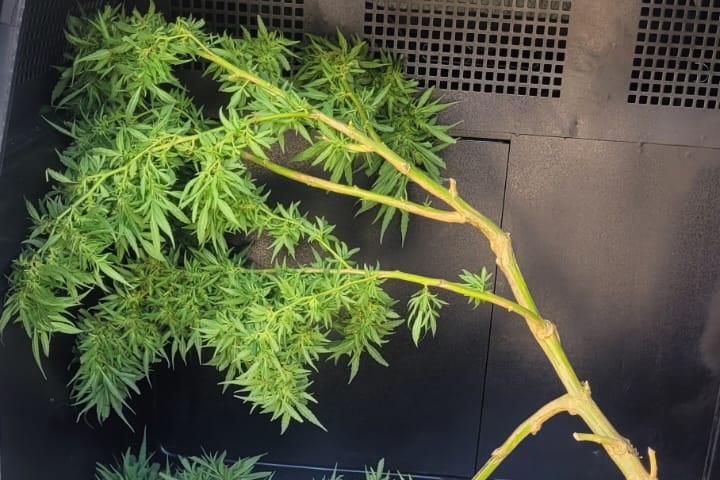 Polícia Militar apreende pé de maconha em residência no Bairro Nossa Senhora Aparecida